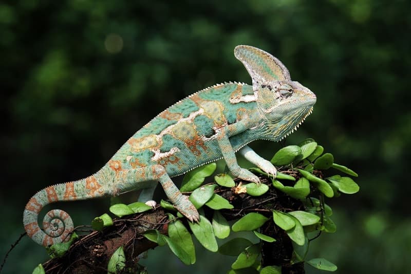 Veiled Chameleon