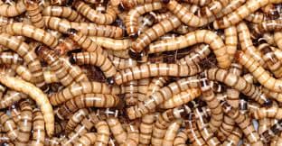 Zophobas