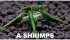 A-Shrimps
