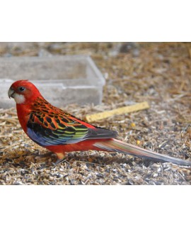 Eastern Rosella  Red (Platycercus Eximius Red)